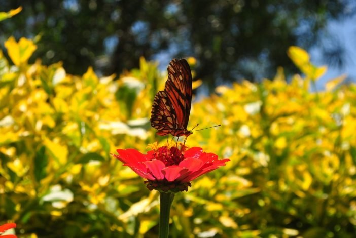 nephtali98-mariposa-5481585_1920